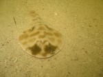 sting ray1_1.jpg